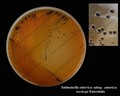 salmonella enterica